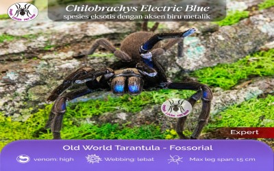 Chilobrachys Electric Blue/ CHILOBRACHYS NATANICHARUM Female 14 cm Tarantula